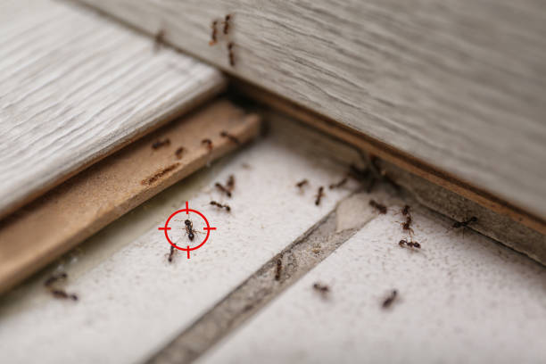 Best Residential Pest Control  in Burnt Mills, MD